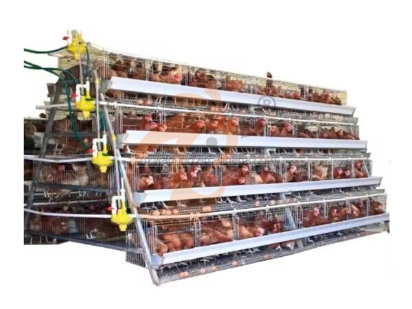 Ghana Battery Cage System: Key Advantages, Capacity, A-Type VS H-Type Comparison