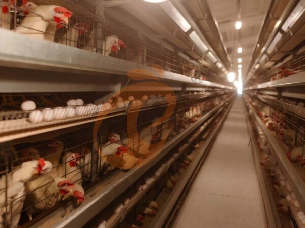 chicken battery cage poultry farming (25) chicken battery cage poultry farming (25)