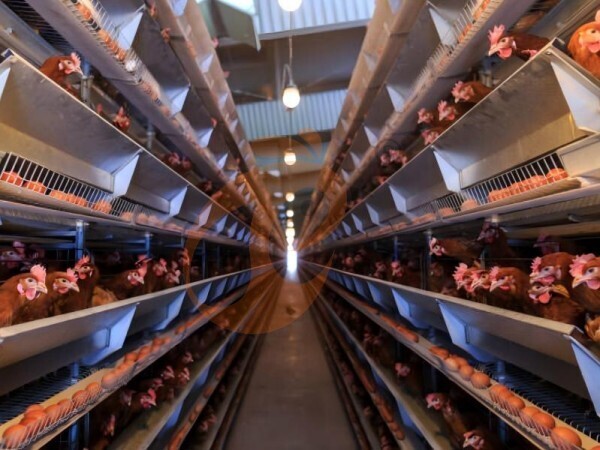 How To Implement One-Stop Poultry Farm Equipment Solutions