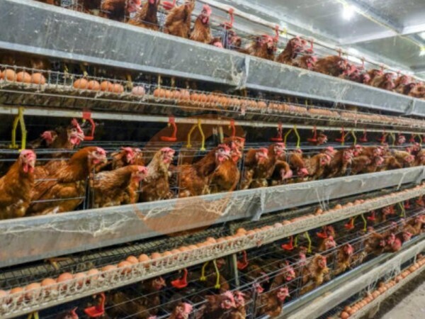 What Is The Average Egg Production In An A Type Battery Cage For Layers? 5 Indicators For Maximizing Profitability