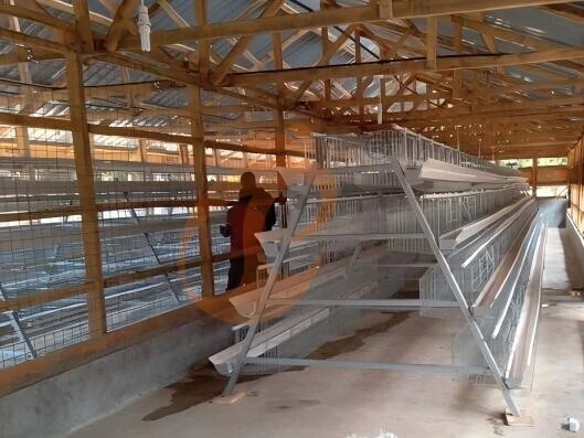6 Practical Ways To Improve Feeding In Layer Chicken Cages