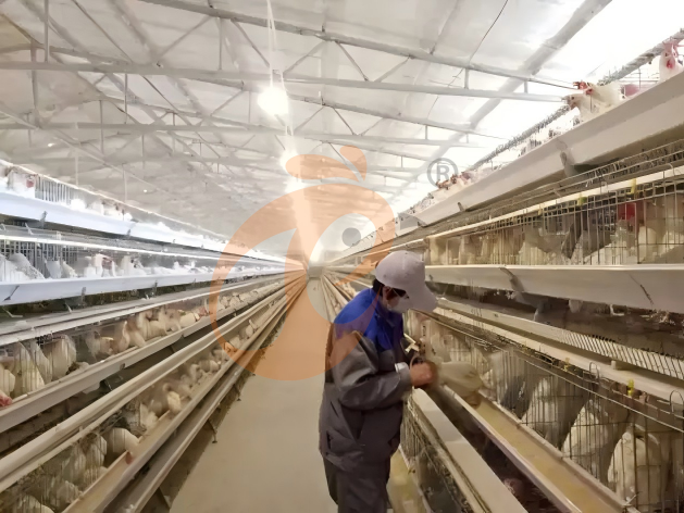 Broiler Cage 2026: Popular Diagram, 5 Key Selection Guide