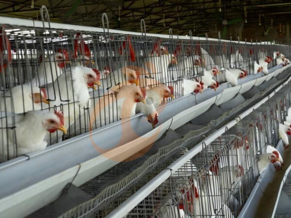 What Is The Best Farm Scale For An A type battery cage System For Poultry? 4 Clear Scenarios