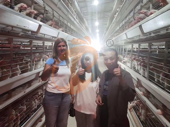 How To Start Broiler Production In Nigeria: Low-Cost Entry, High-Return Profits