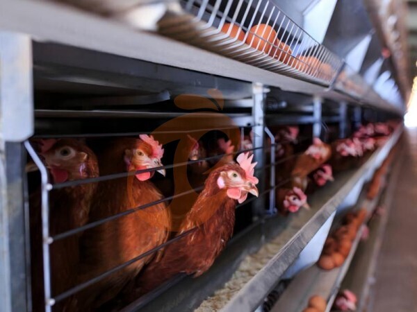 Installation Of Feeding, Drinking & Cage Systems In Poultry Farms