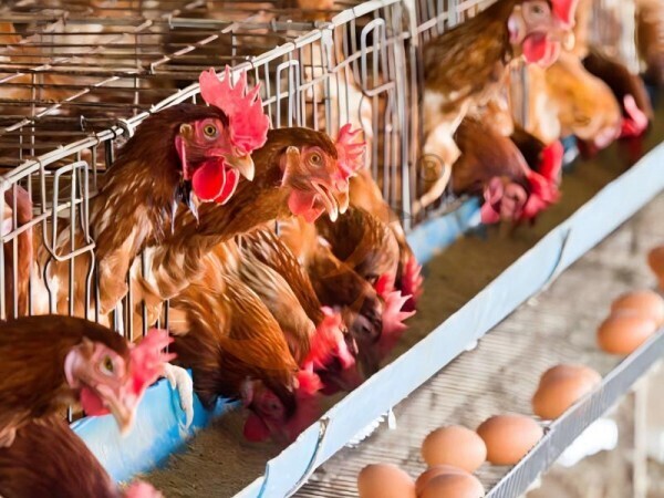 Automatic Poultry House System: Reduce Feed Waste By 25%