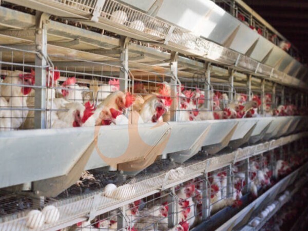 Commercial Feed Mills | How They Boost Poultry Farm Profitability