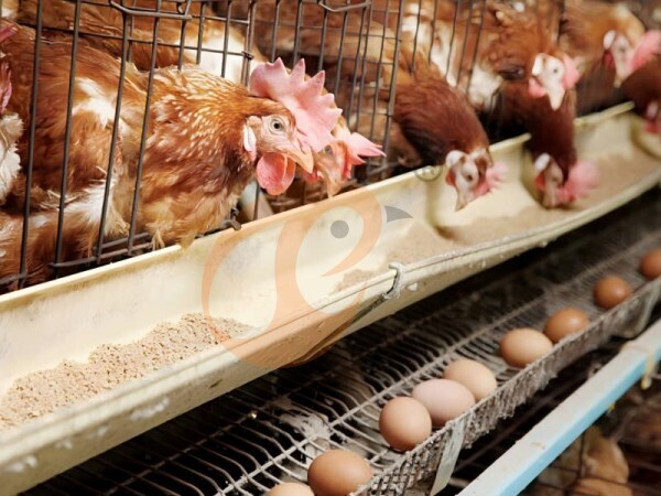 Feed Mill & Feed Mixer Price | 5 Practical Tips For Poultry Farms Feed Mill & Feed Mixer Price | 5 Practical Tips For Poultry Farms