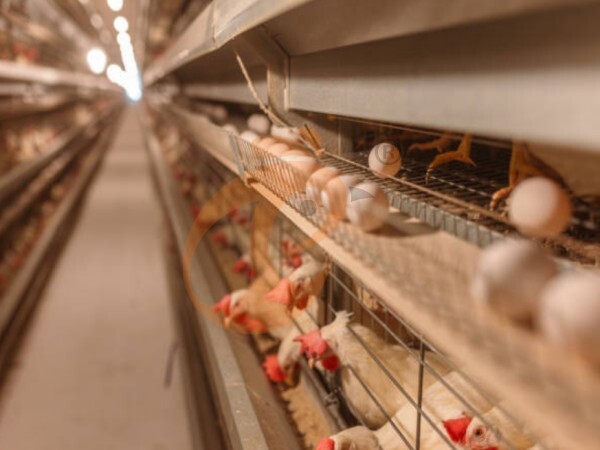 How To Upgrade A Traditional Farm With An A Type Chicken Cage System? 6 Cost-Effective Steps