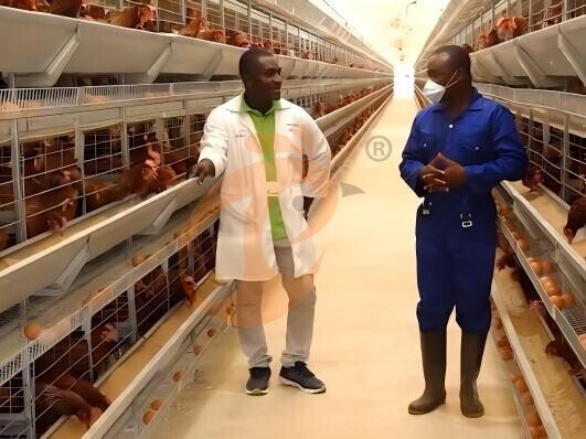 battery cage poultry farming (21) battery cage poultry farming (21)