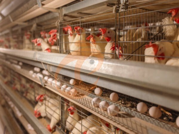 What Is The Daily Feed Consumption In An A-Type Battery Cage System For Layers? 5 Estimates