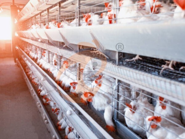 Broiler Battery Cage 2026: Material, Commercial Design, Latest Price