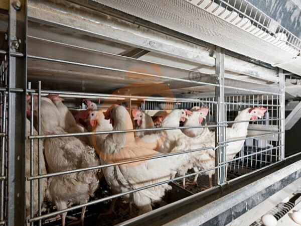 What Safety Features Should An A Type Poultry Cage System Have? 5 Must-Check Points