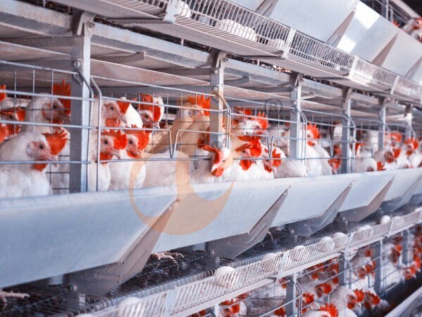 Broiler Cage For Sale 2026: Automatic VS Manual, How Choosing