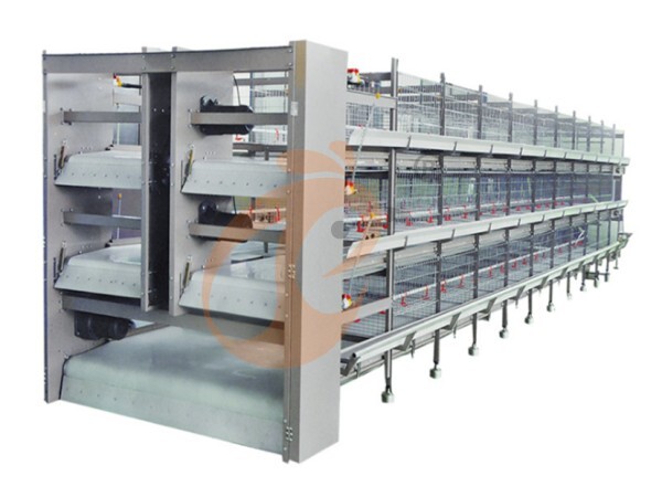 Uganda Broiler Farm: Cage Setup, Equipment Tips, And High-Efficiency Meat Production