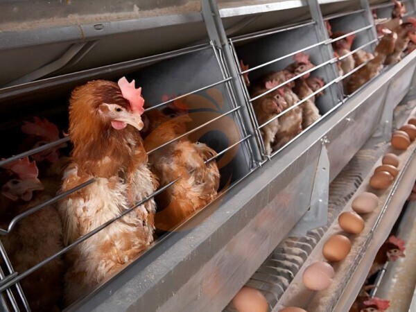 What Feeding System Works Best With An A Type Battery Cage System? 5 Efficient Choices