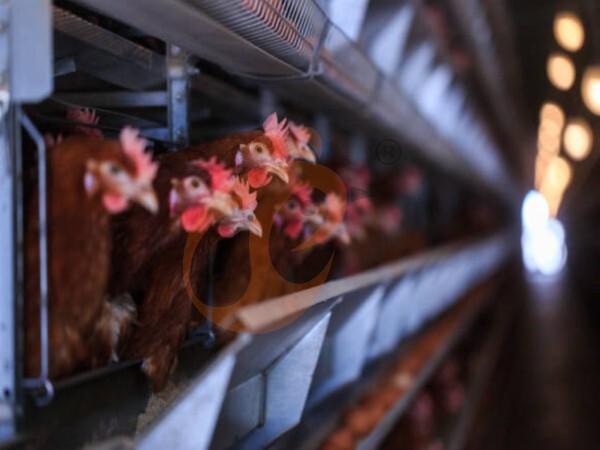 Tanzania Layer Farm Egg Production: Cage, Stability, 4 Laying Rate Improvement