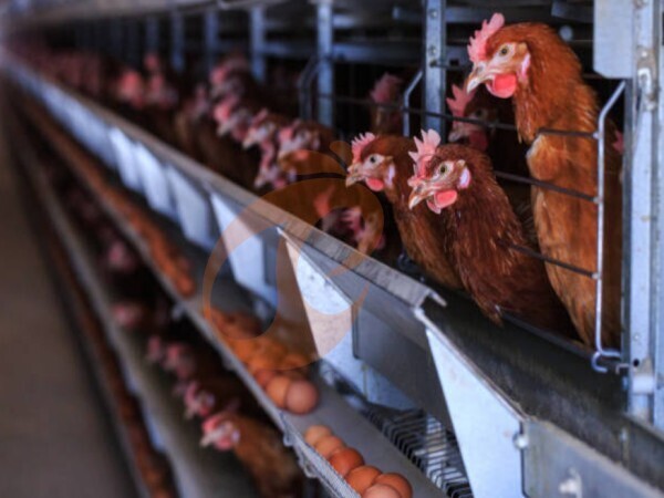 Thailand Poultry Farming: Beginner Turnkey Guide With Farm Cost, Layout And Equipment