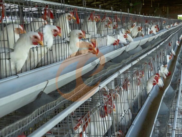 What Is The Average Poultry Cage Price Per Bird? 5 Accurate Calculations