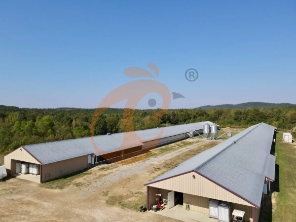 Poultry House Design For Hot Climate: Reduce Heat Stress By 30%