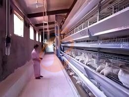 How To Select Climate-Suitable H Type Chicken Cages For Poultry Farms?