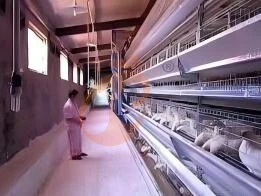 How To Select Climate-Suitable H Type Chicken Cages For Poultry Farms?