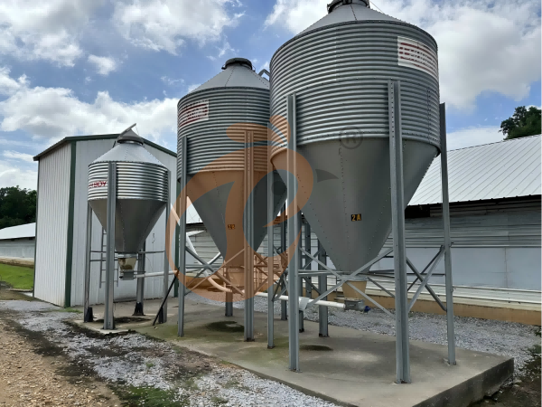 Battery Cage Advantages: How To Reduce Feed Conversion Ratio (FCR) – 3 Smart Strategies