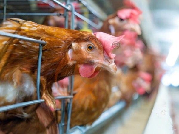 Feed Mill For Poultry | 5 Ways To Boost Chicken Feed Production Feed Mill For Poultry | 5 Ways To Boost Chicken Feed Production