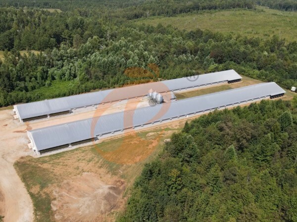 Start Poultry Farm 2026: 5 Steps To Optimize Poultry House Design, Comfort And Hygiene