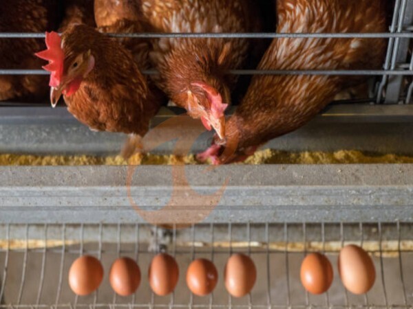 Feed Mill Investment | How To Calculate ROI For Poultry Farms