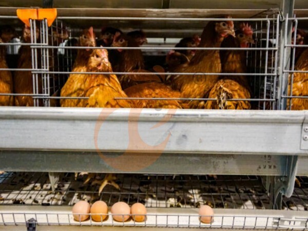 Tanzania Poultry House Design: Structure, Climate Control, 8 Essential Equipment