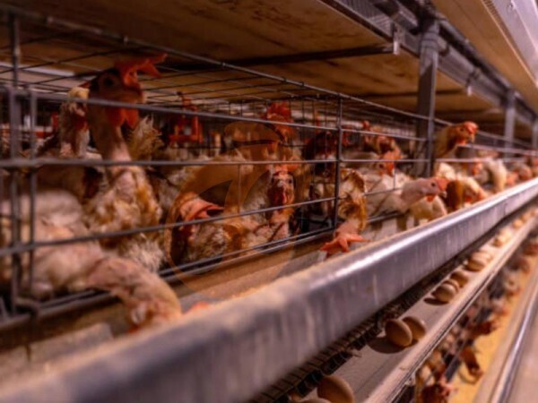 What Is The Total Cost Of H Type Layer Chicken Cage Systems?