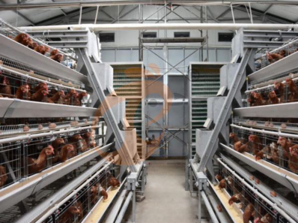 Comparison Of Poultry Farming Equipment: Best Options, Efficiency & Cost