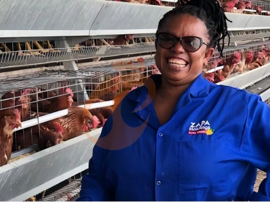 What Makes Commercial H Type Chicken Cages More Profitable