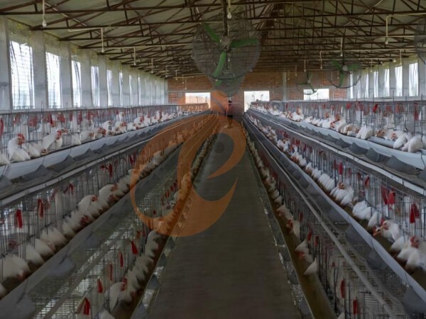 practise1 How To Upgrade Poultry Farm Infrastructure: 5 Strategic Steps