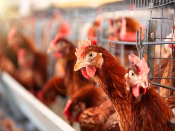 How Much Does An A Type Battery Cage Cost For Poultry Farm? 5 Price Ranges