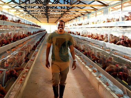 How To Customize H Type Chicken Battery Cages For Your Poultry Farm? How To Customize H Type Chicken Battery Cages For Your Poultry Farm?