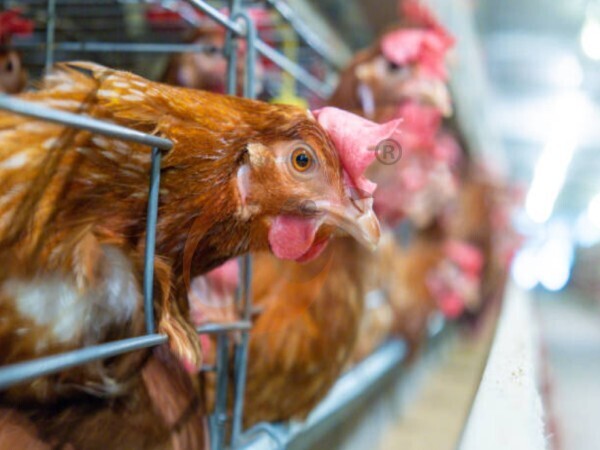 Fowl Battery Cage 2026: Automatic VS Manual, How Choosing