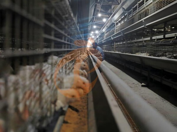 Start Poultry Farm 2026: 5 Methods To Maximize Egg And Meat Production ROI