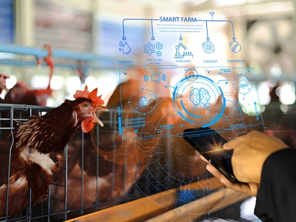 5 Essential Tips For Managing Poultry Farm Cash Flow