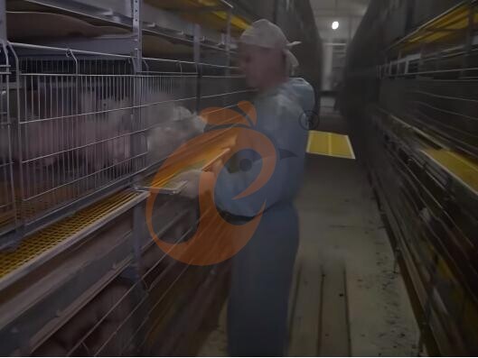 What Factors Affect The Efficiency Of H Type Chicken Battery Cage Systems?