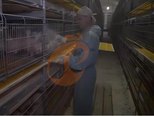 What Factors Affect The Efficiency Of H Type Chicken Battery Cage Systems?