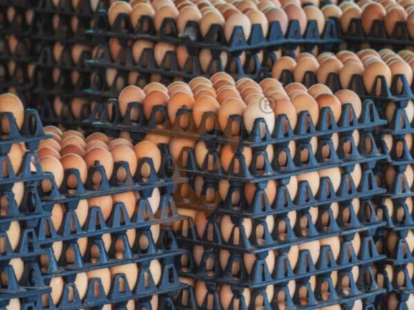 Battery Cage Advantages: 5 Strategic Ways To Improve Egg Quality