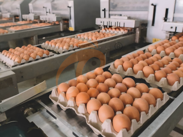 Layer Poultry Cage 2026: 5 Tips For Higher Level Egg Production