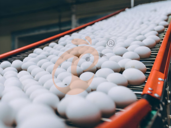 Ethiopia Layer Farm Egg Production: Cages, Stability, 4 Laying Rate Improvement