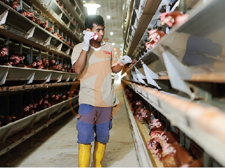 How Do H Type Chicken Cages Improve Egg Production Efficiency In Poultry Farms?