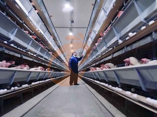 How To Maximize Egg Production Return On Investment In Poultry Farms: 6 Tips