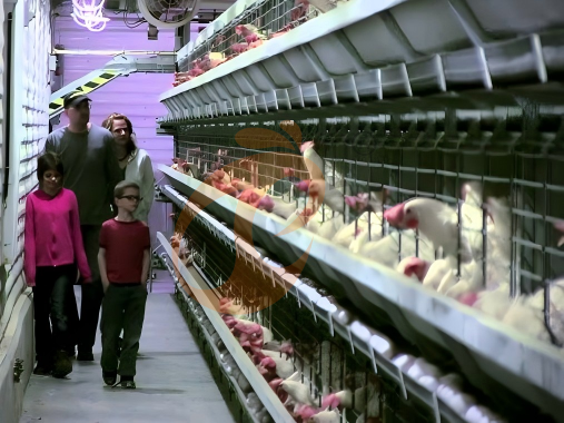 Ghana Poultry Farm Investment: Startup Cost, Expansion, 6 ROI Tips