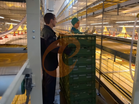 Layer Battery Cage 2026: Material, Commercial Design, Latest Price