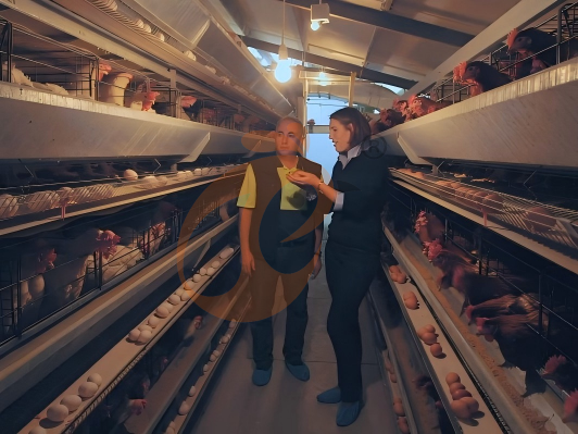 How To Clean An A Type Poultry Cage System Efficiently? 6 Time-Saving Tips